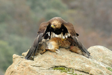 aguila real