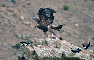 aguila real