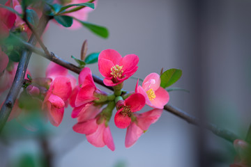 Fototapeta na wymiar Spring flowers blossom.