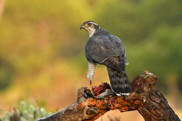azor