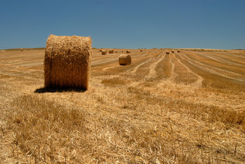 Fototapeta premium campos de cultivo