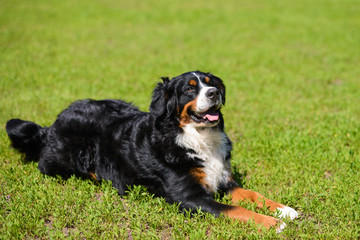 Portrait of large luxurious manicured dog Berner Sennenhund lying on background of green spring grass on  sunny day