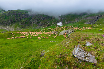 Fototapeta na wymiar flock of sheep on the green meadow. summer landscape in mountains of romania. cloudy weather