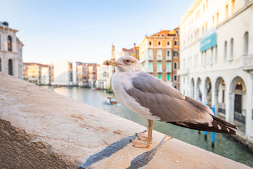 A seagull on the historical Rialto Bridge in Venice, Italy. The Grand Canal in the background.