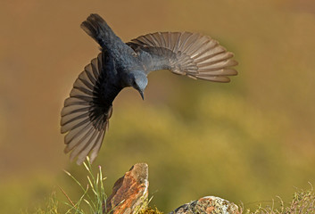 roquero solitario © Juan Pablo Fuentes S