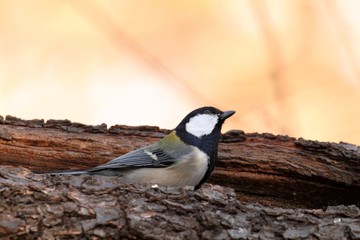 Japanese Tit (Parus minor)  - シジュウカラ