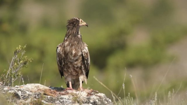 alimoche