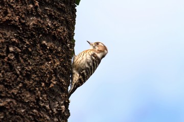Japanese Pygmy Woodpecker (Dendrocopos kizuki nippon) - コゲラ