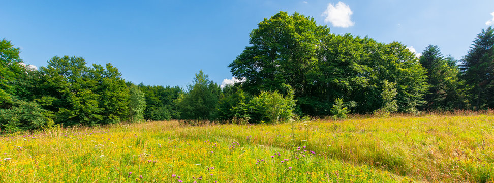 grassy meadow with wild herbs in summer. primeval beech forest around the glade. sunny summer weather with some clouds on the blue sky © Pellinni