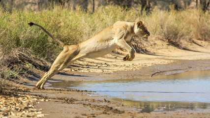 Lion jumping over water © Thinus van Staden 
