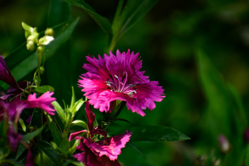 flower in the garden