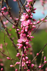 The pink peach blossoms are in bloom in spring!