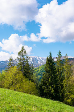 beautiful landscape in springtime. row of trees on the meadow. mountain ridge beneath a blue sky with fluffy clouds in the distance. warm bright weather