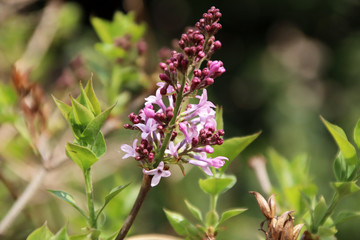 Purple lilac blooming in spring!