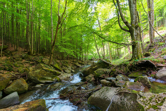 water stream in the beech forest. beautiful nature scenery in spring, trees in fresh green foliage. mossy rocks and boulders on the shore. warm bright weather