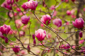 Magnolia spring flowers