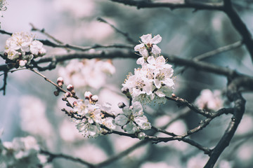 Apricot tree blossoms