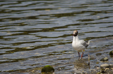Brown-hooded gull Chroicocephalus maculipennis in the coast.