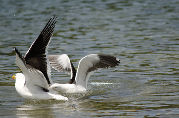 Fototapeta na wymiar Kelp gulls Larus dominicanus fighting in the water.
