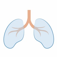 Illustration of the lungs and bronchus of a man on a white background. Medicine, anatomy and health