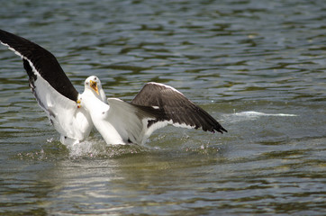 Kelp gulls Larus dominicanus fighting in the water.