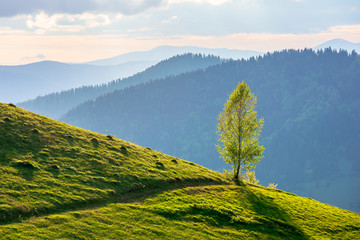 tree on the hill in evening light. green grass on the steep slope. beautiful mountain landscape in springtime