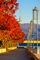 Canberra's Autumn Colours - obrazy, fototapety, plakaty