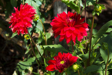 red chrysanthemums in the field