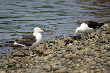 Kelp gull Larus dominicanus eating a fish.