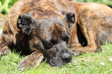 Hund schläft im Garten in der Mittagssonne