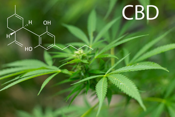 CBD formular with cannabis leaves and copy space