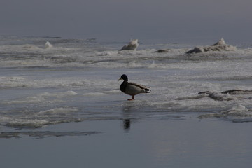 duck on ice 10
