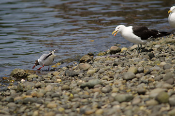 Brown-hooded gull to the left and kelp gull to the right.