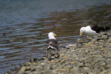 Kelp gull Larus dominicanus eating a fish.