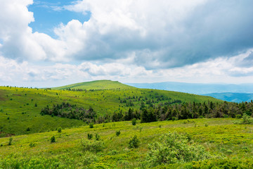 Fototapeta premium alpine meadows of mnt. runa, ukraine. coniferous forest in the distance. beautiful nature scenery of carpathian mountains in summer. cloudy weather