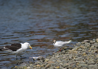 Brown-hooded gull and kelp gull left eating a fish.