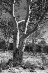 Australian Snowy Mountains