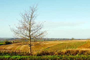 tree seedlings growing on field in england uk