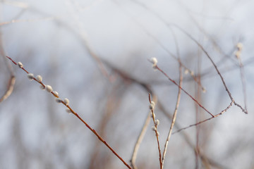 willow twigs at sunrise, spring photo, beautiful willow branches with fluffy yellow buds blossomed in spring warm day on the background of sunset
