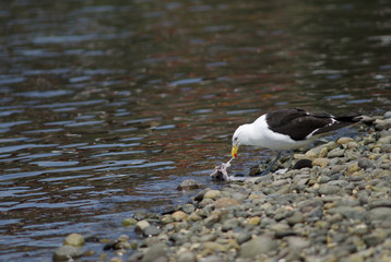 Kelp gull Larus dominicanus eating a fish.