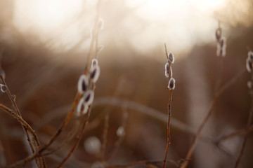 willow twigs at sunrise, spring photo, beautiful willow branches with fluffy yellow buds blossomed in spring warm day on the background of sunset