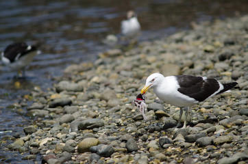 Kelp gull eating the remains of a fish.