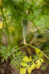Grown fresh small cucumber on a branch.