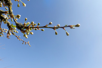 Ast eines Kirschbaumes mit Knospen