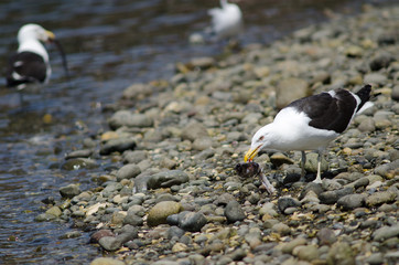 Kelp gull eating the remains of a fish.