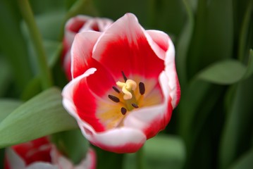 Red and white tulip in a greenhouse