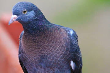 A beautiful pigeon will think how tasty to eat