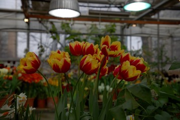 Obraz premium Red-yellow tulips in a greenhouse