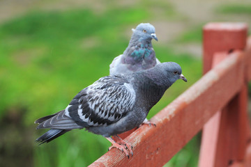 Two blue pigeons are sitting on wooden rail