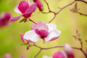 Magnolia spring flowers